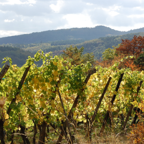 wine travel - 5